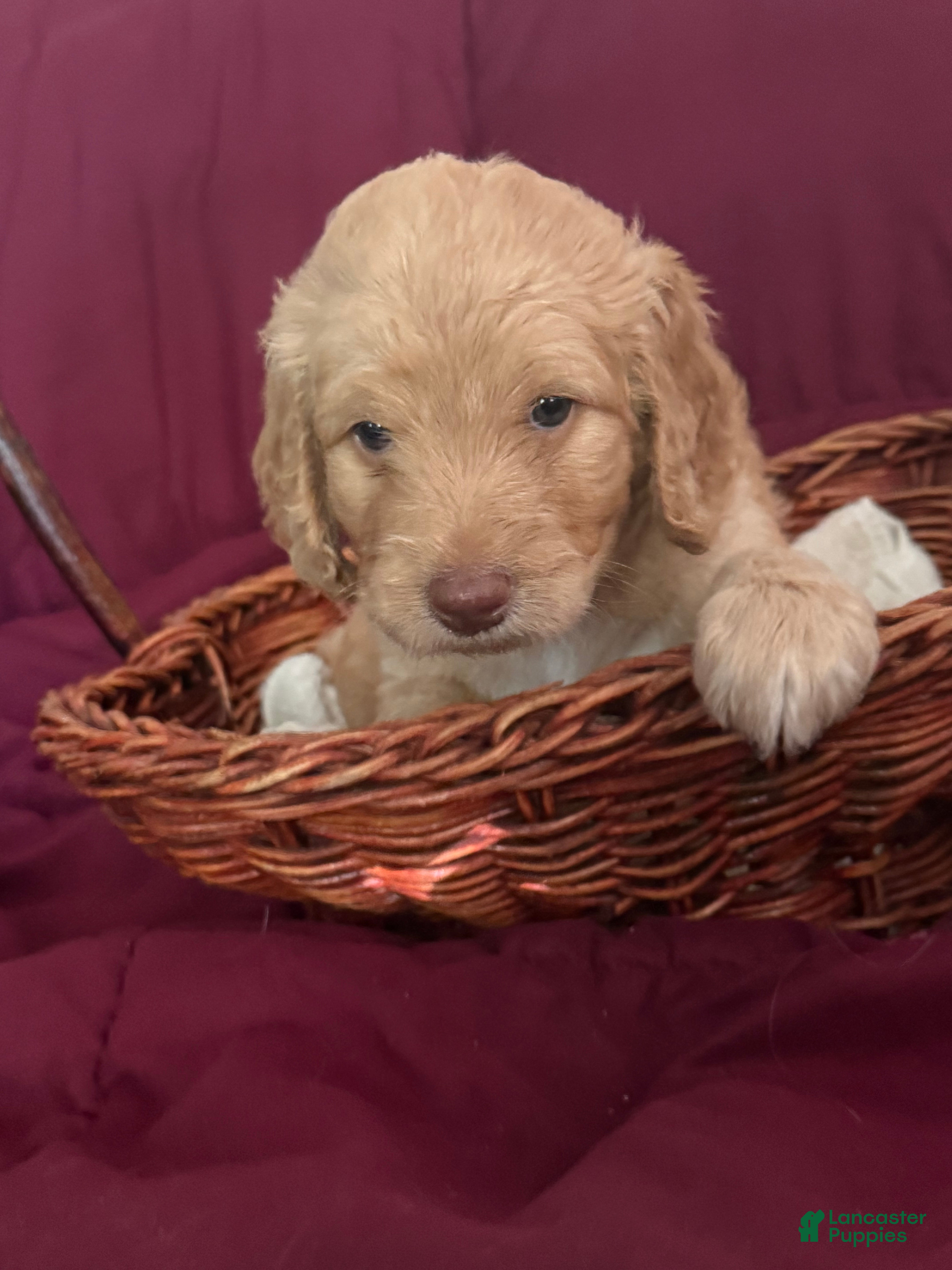 Goldendoodle dogs Orange - Ad 1