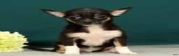 Chihuahua dogs for sale: Peanut - Ad 5