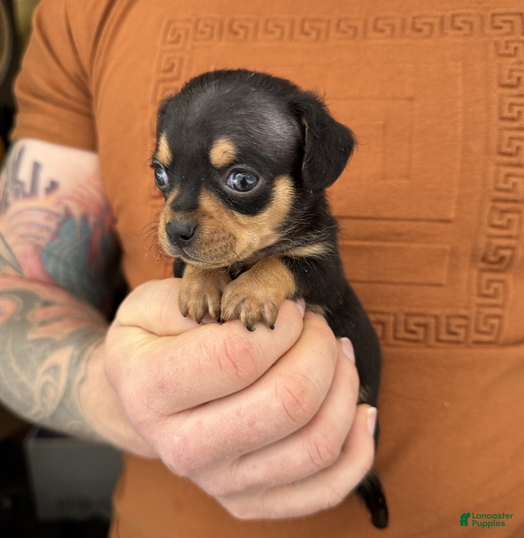 Chiweenie dogs for sale: Lyric  - Ad 7