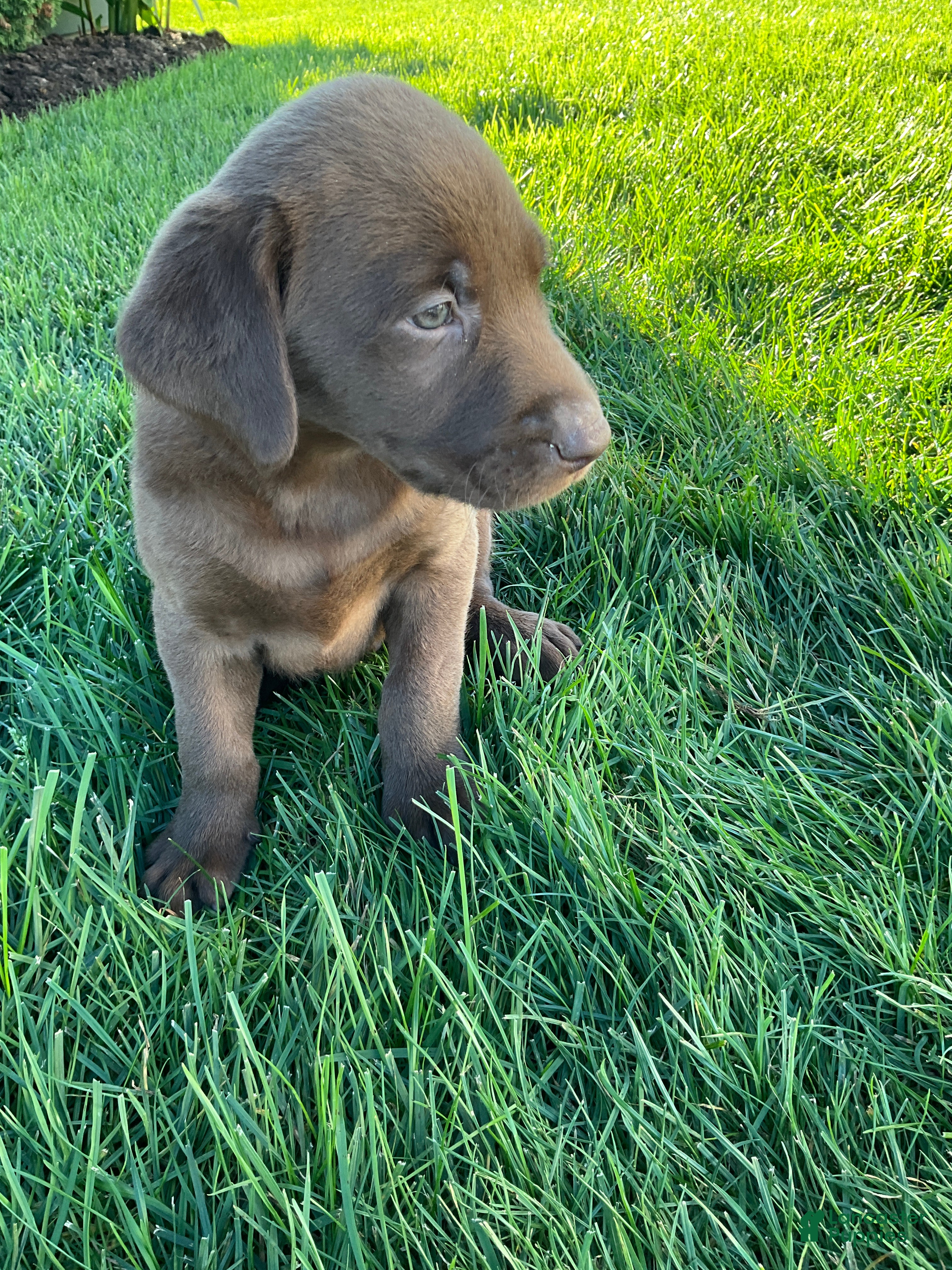 Labrador Retriever dogs for sale: Ricky - Ad 2