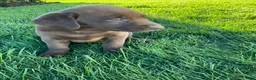 Labrador Retriever dogs for sale: Ricky - Ad 2