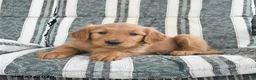 Golden Retriever dogs for sale: Aj  - Ad 3