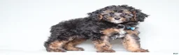 Mixed Breed dogs for sale: Ranger - Ad 1