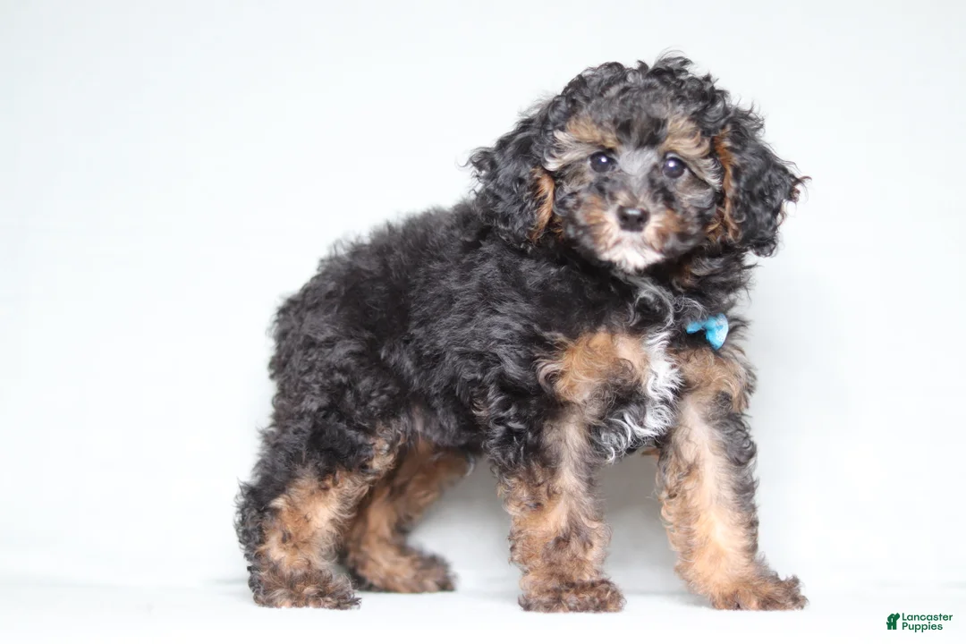 Mixed Breed dogs for sale: Ranger - Ad 1