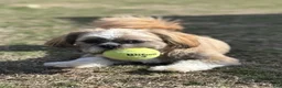 Shih Tzu dogs for sale: Kay - Ad 1