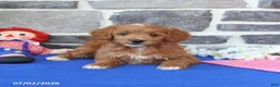 Mini Goldendoodle dogs for sale: Cora  - Ad 4