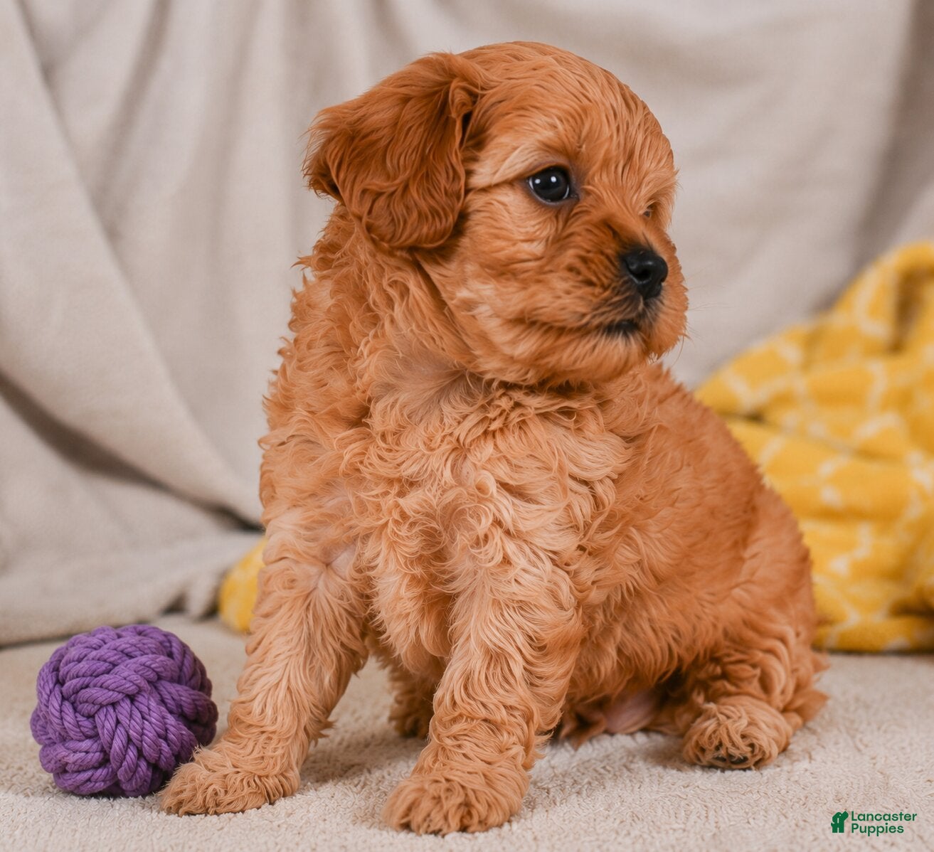 Cavapoo dogs Mila - Ad 2
