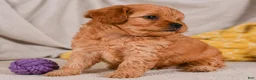 Cavapoo dogs for sale: Mila - Ad 2