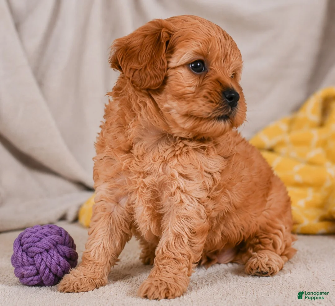 Cavapoo dogs for sale: Mila - Ad 2