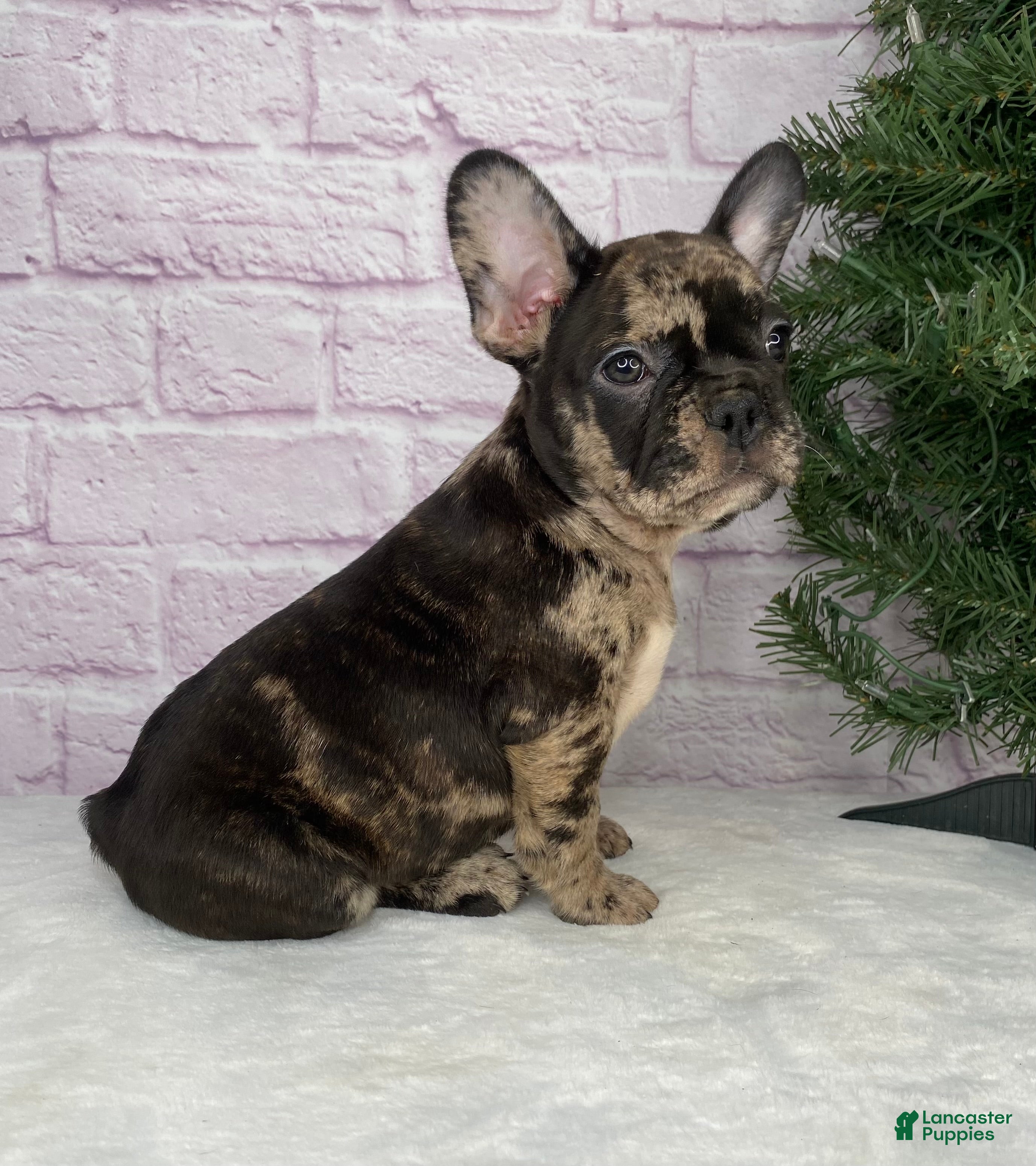 French Bulldog dogs Mickey  - Ad 42