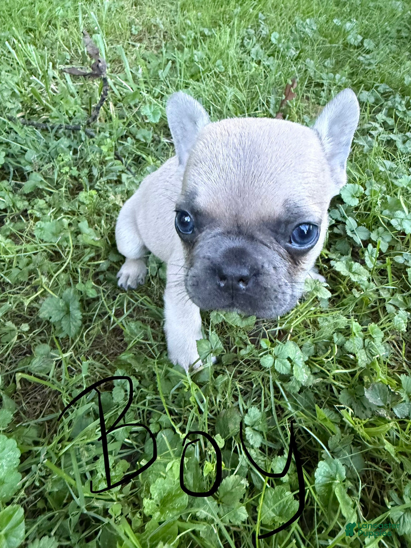 French Bulldog dogs French Bulldog 2 - Ad 21