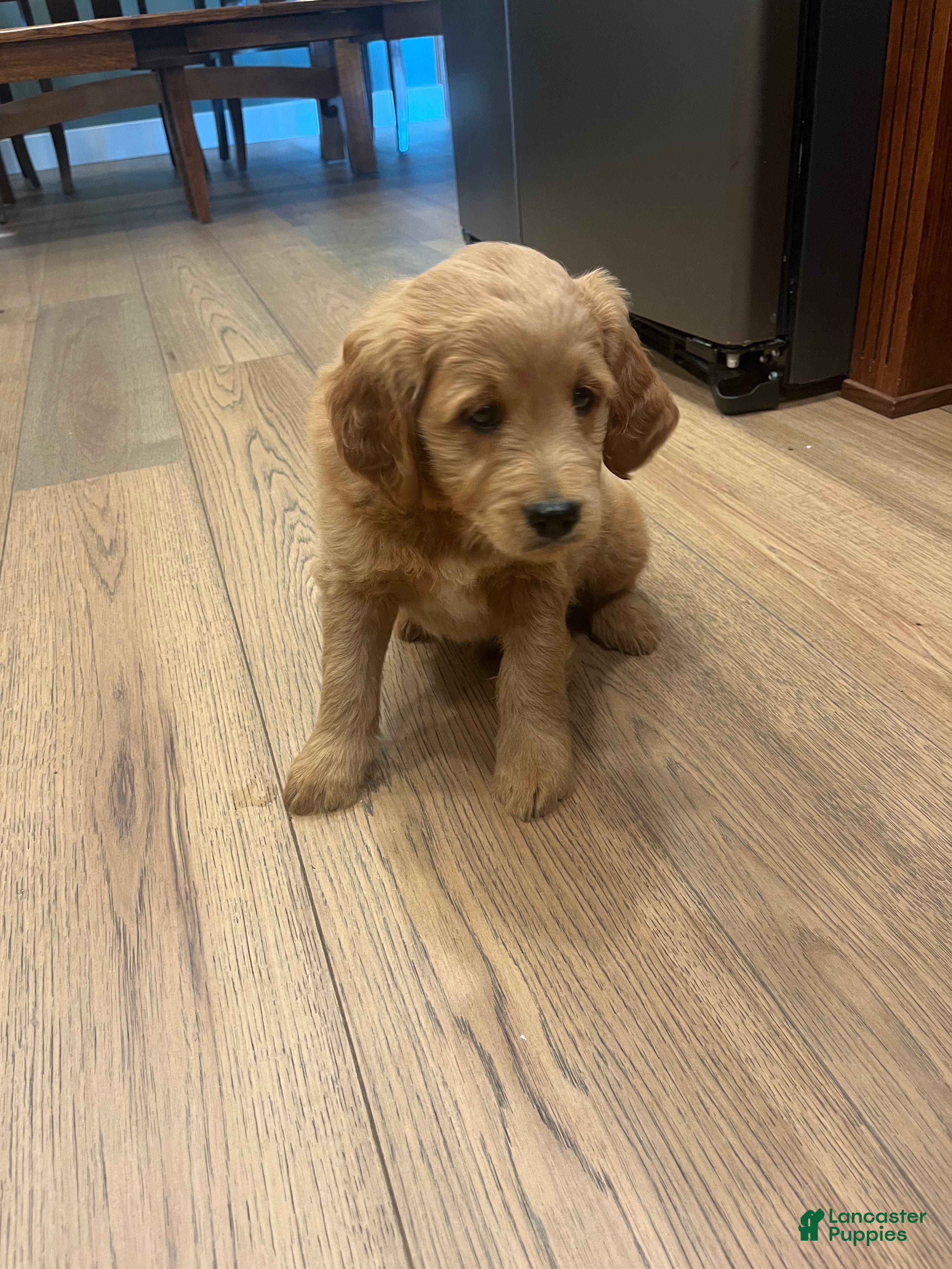 Mini Goldendoodle dogs for sale: Ranger - Ad 2