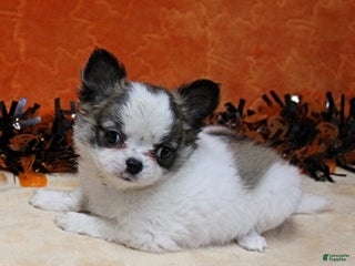 Chihuahua dogs AKC Hela's White w/Sable Spots Male Puppy 2 - Ad 39