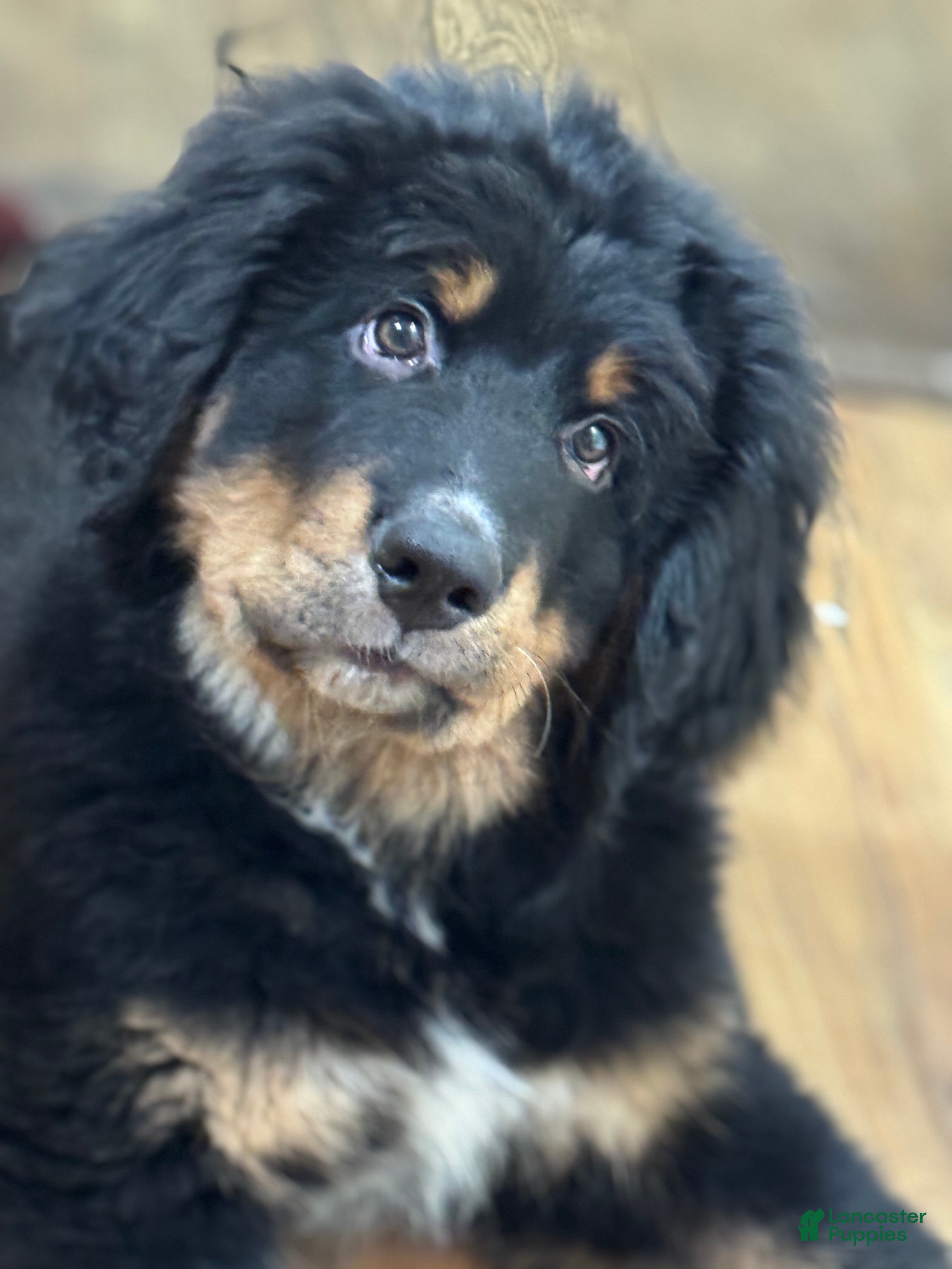 Mixed Breed dogs Mixed Breed Puppy 3 - Ad 36