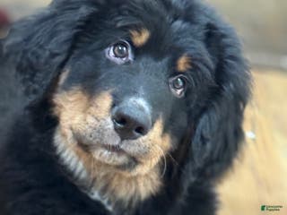 Mixed Breed dogs Mixed Breed Puppy 3 - Ad 34