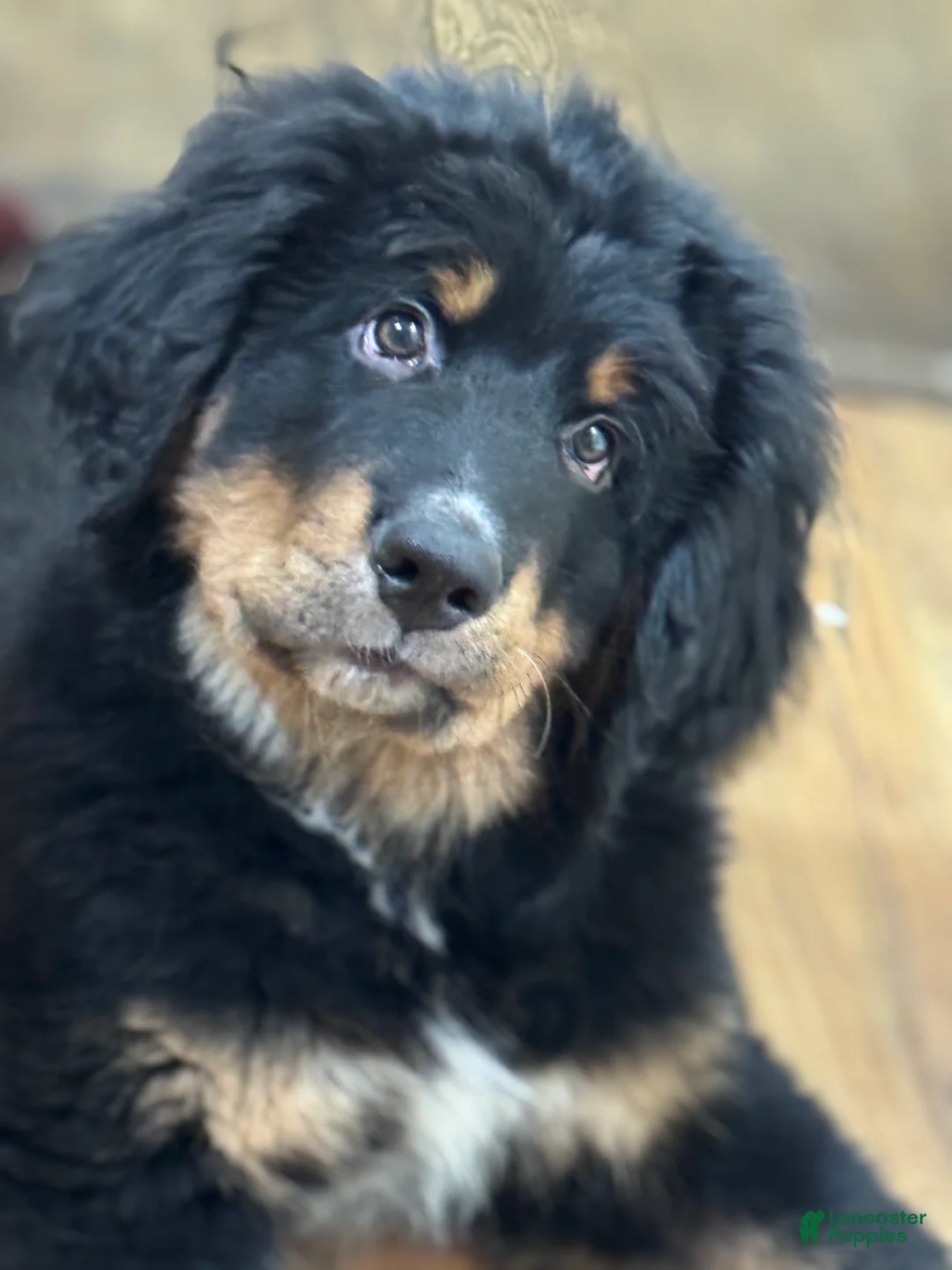 Mixed Breed dogs for sale: Mixed Breed Puppy 3 - Ad 1