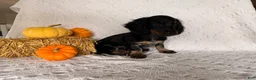 Miniature Dachshund dogs for sale: Matson - Ad 4