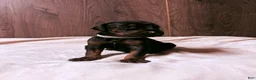 Doberman Pinscher dogs for sale: Ghost - Ad 4