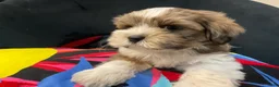Mixed Breed dogs for sale: LeeLee - Ad 17