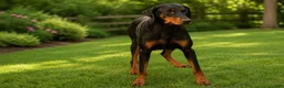 Doberman Pinscher dogs for sale: Dash (Red Rust) 🐶 - Ad 17