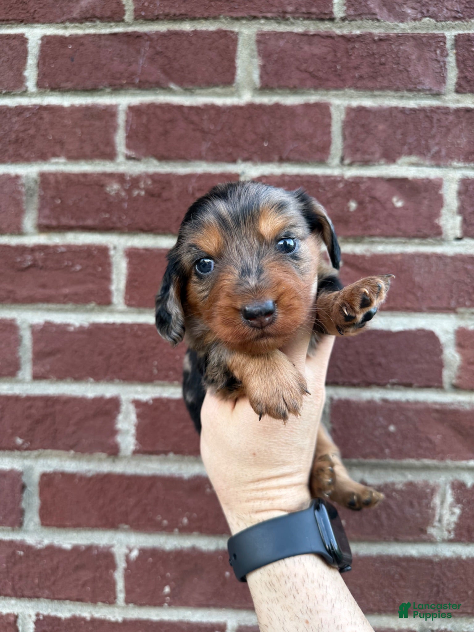 Miniature Dachshund dogs Hallie  - Ad 41