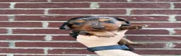 Miniature Dachshund dogs for sale: Hallie  - Ad 1