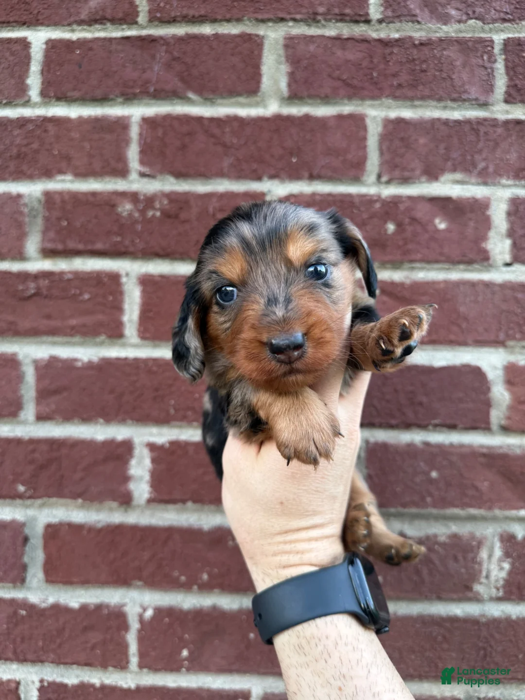 Miniature Dachshund dogs for sale: Hallie  - Ad 1