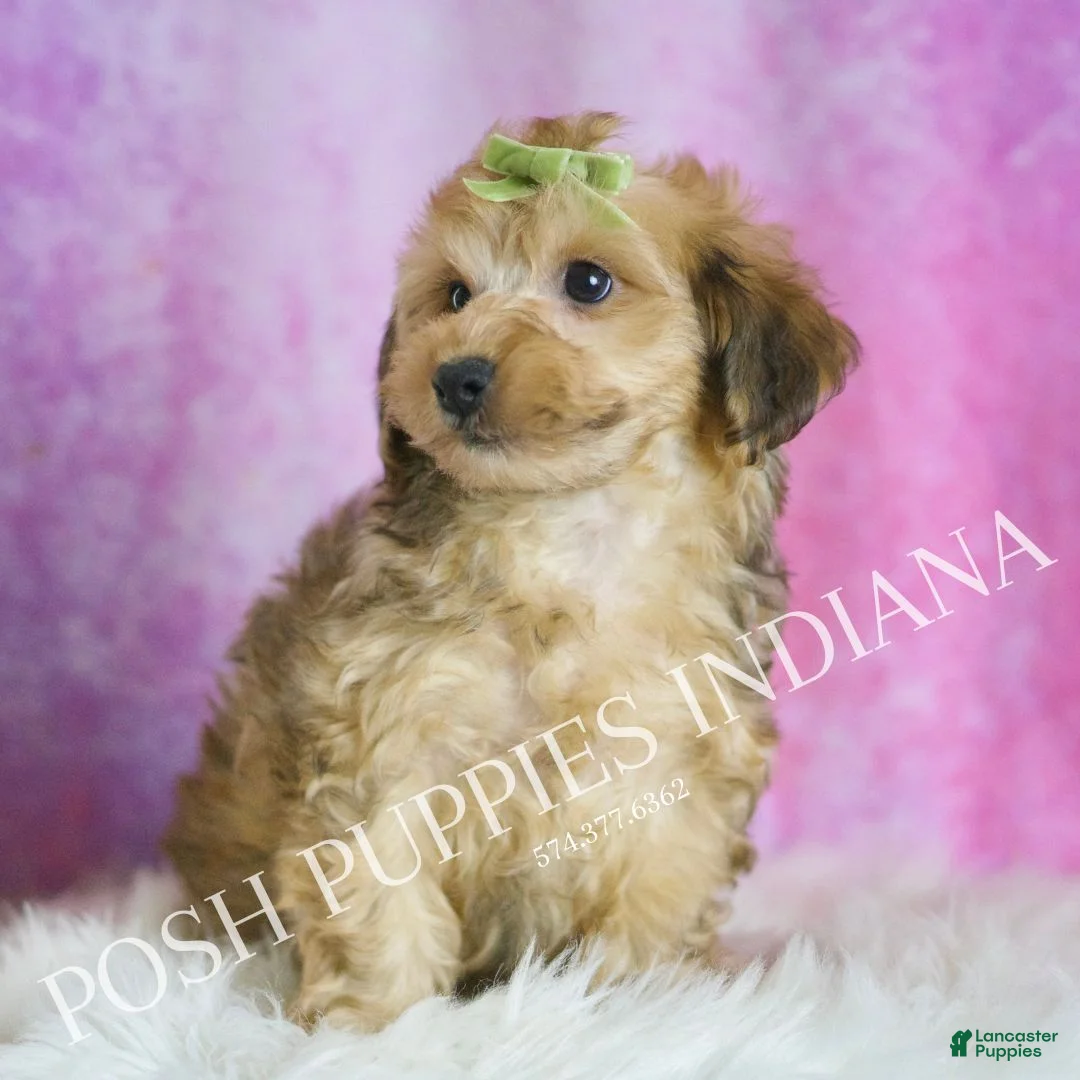 Yorkiepoo dogs for sale: Tigger - Ad 3