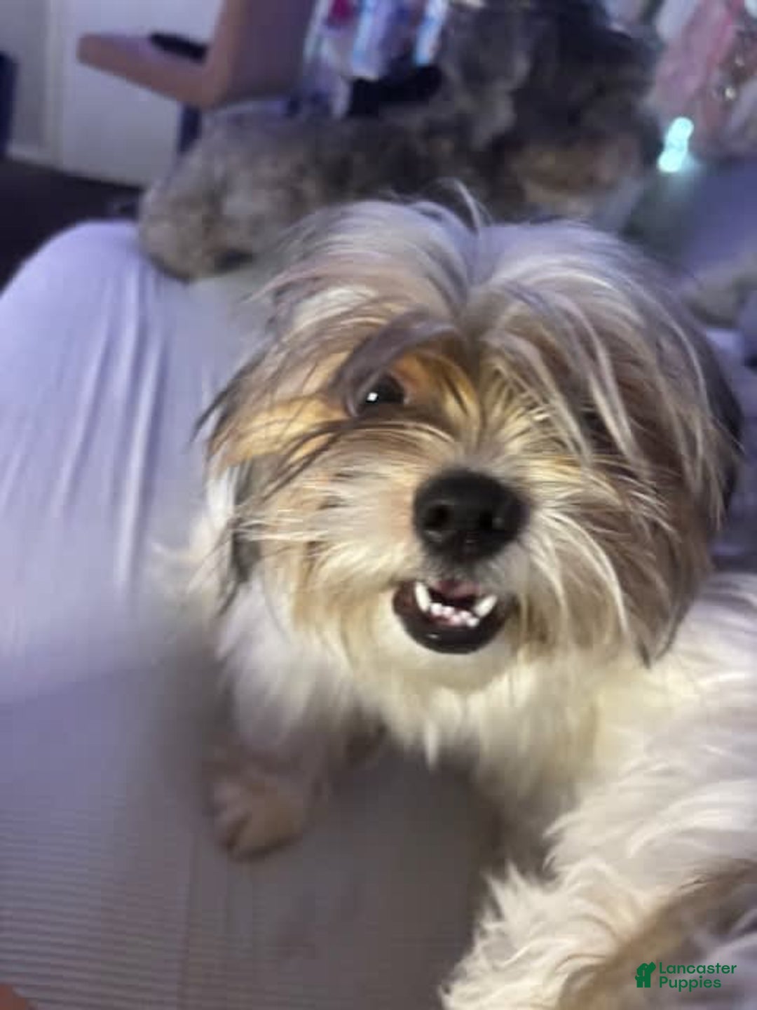 Puppies for sale under $500 in Florida Lancaster Puppies