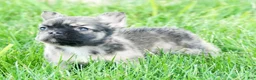 French Bulldog dogs for sale: Jesse - Ad 8