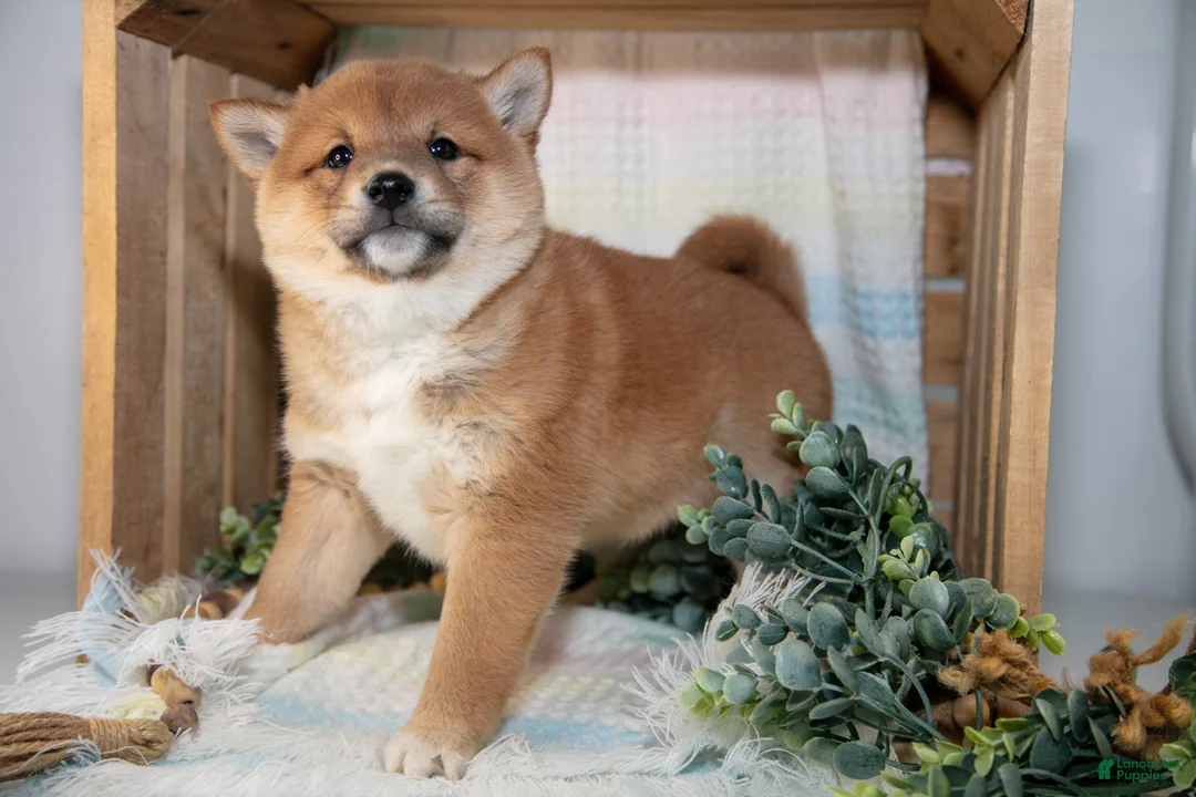 Shiba Inu dogs for sale: Louie - Ad 1