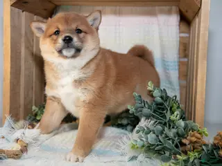 Shiba Inu dogs for sale: Louie - Ad 2