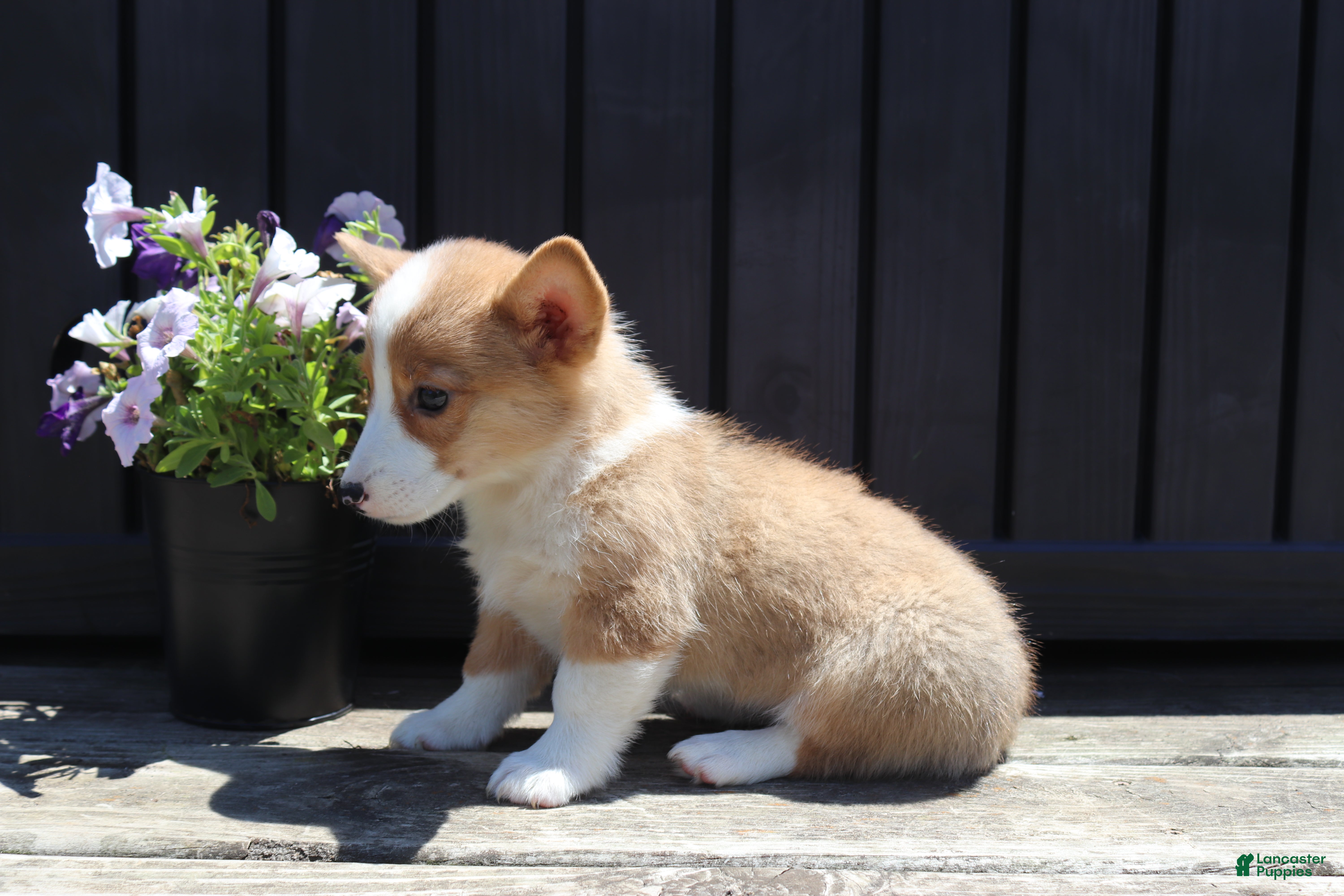 Welsh Corgi Pembroke dogs Sutton - Ad 2