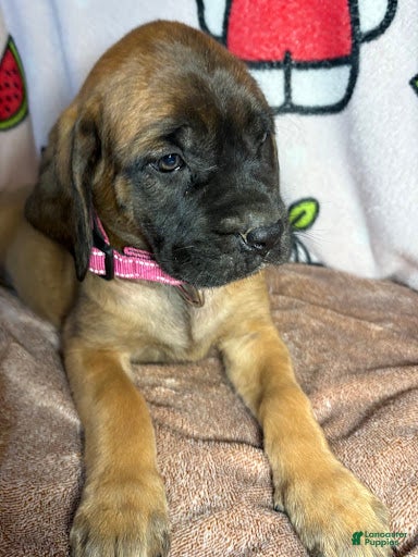 English Mastiff dogs Sassy (Hot Pink) - Ad 34