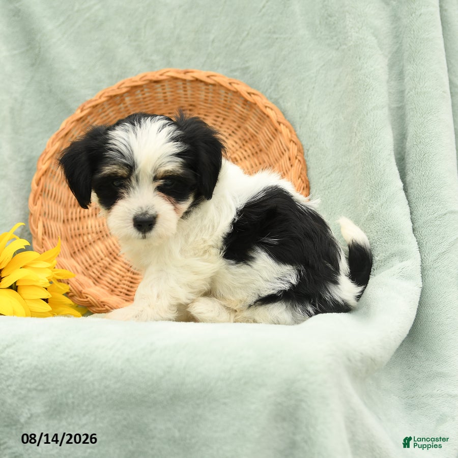 Havanese dogs Bubbles - Ad 2