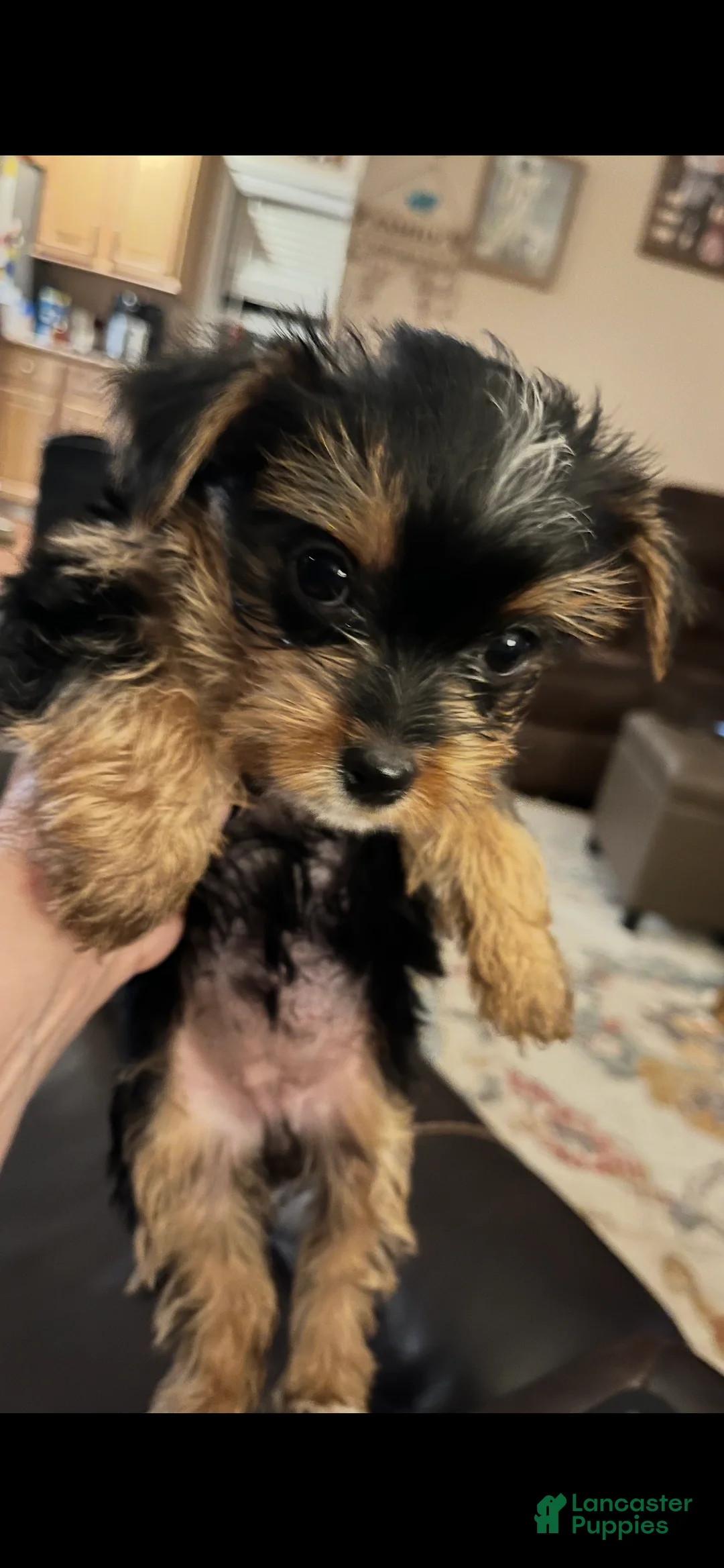 Yorkshire Terrier dogs for sale: Payton - Ad 1