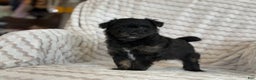 Pomapoo dogs for sale: Lonnie - Ad 12