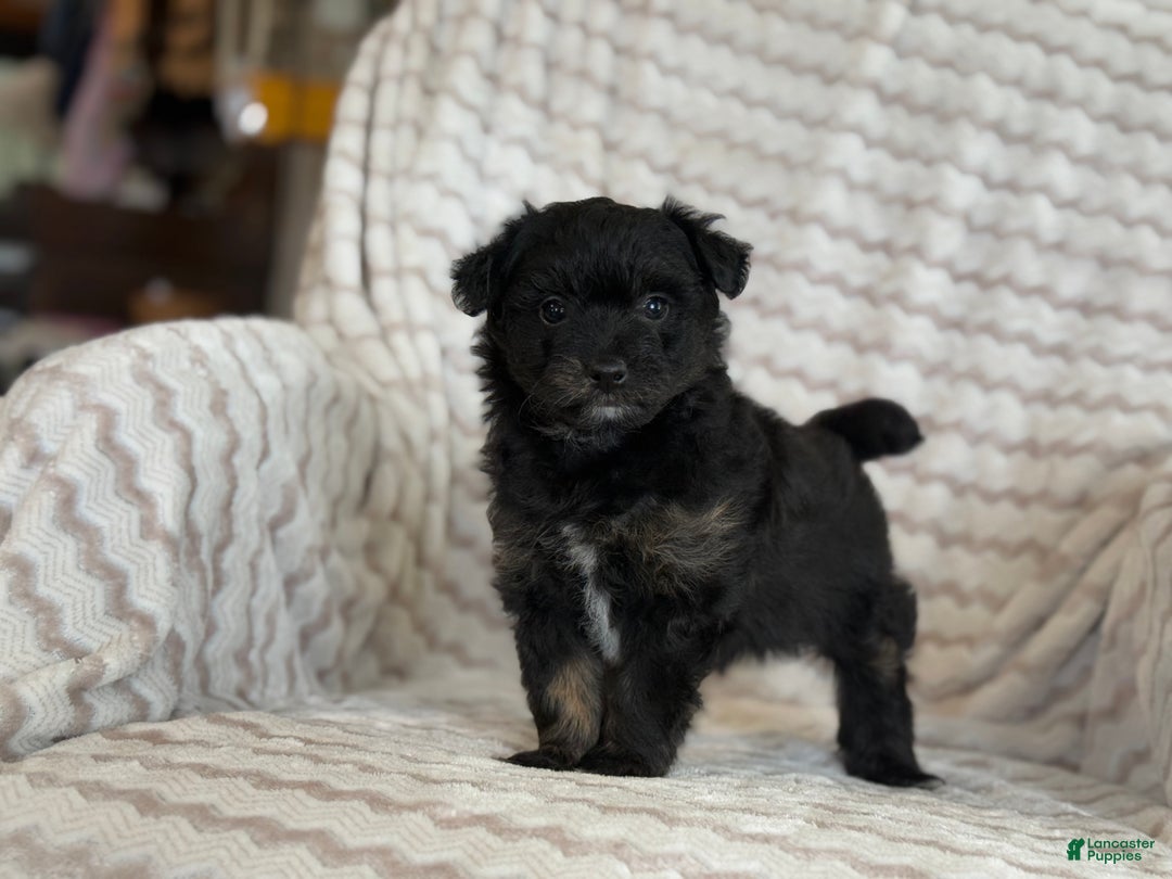 Pomapoo dogs for sale: Lonnie - Ad 12