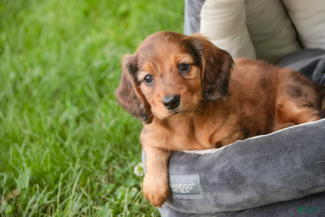 Miniature Dachshund dogs for sale: Asher Miniature Dachshund - Ad 2
