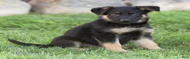 Sully German Shepherd 