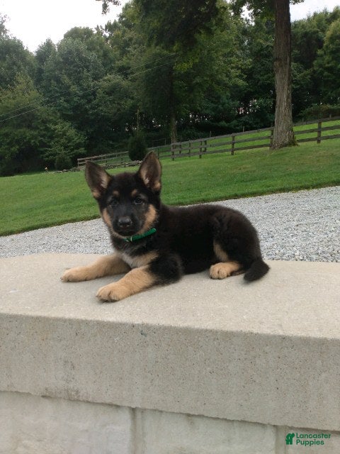 German Shepherd dogs Dice - Ad 1