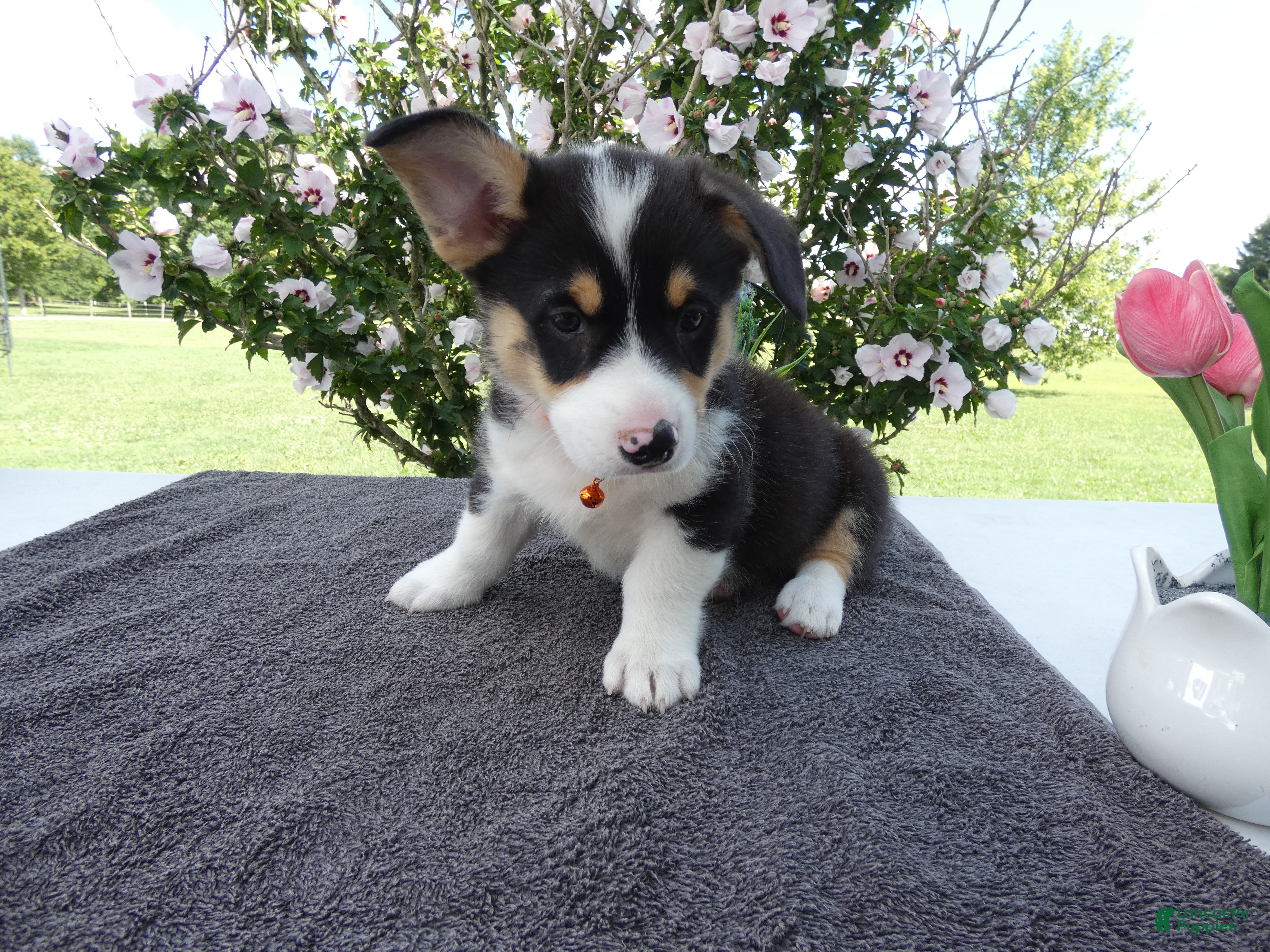 Welsh Corgi Pembroke dogs Welsh Corgi Pembroke 3 Magnum - Ad 35