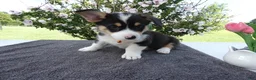 Welsh Corgi Pembroke dogs for sale: Welsh Corgi Pembroke 3 Magnum - Ad 1