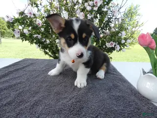 Welsh Corgi Pembroke dogs Welsh Corgi Pembroke 3 Magnum - Ad 35