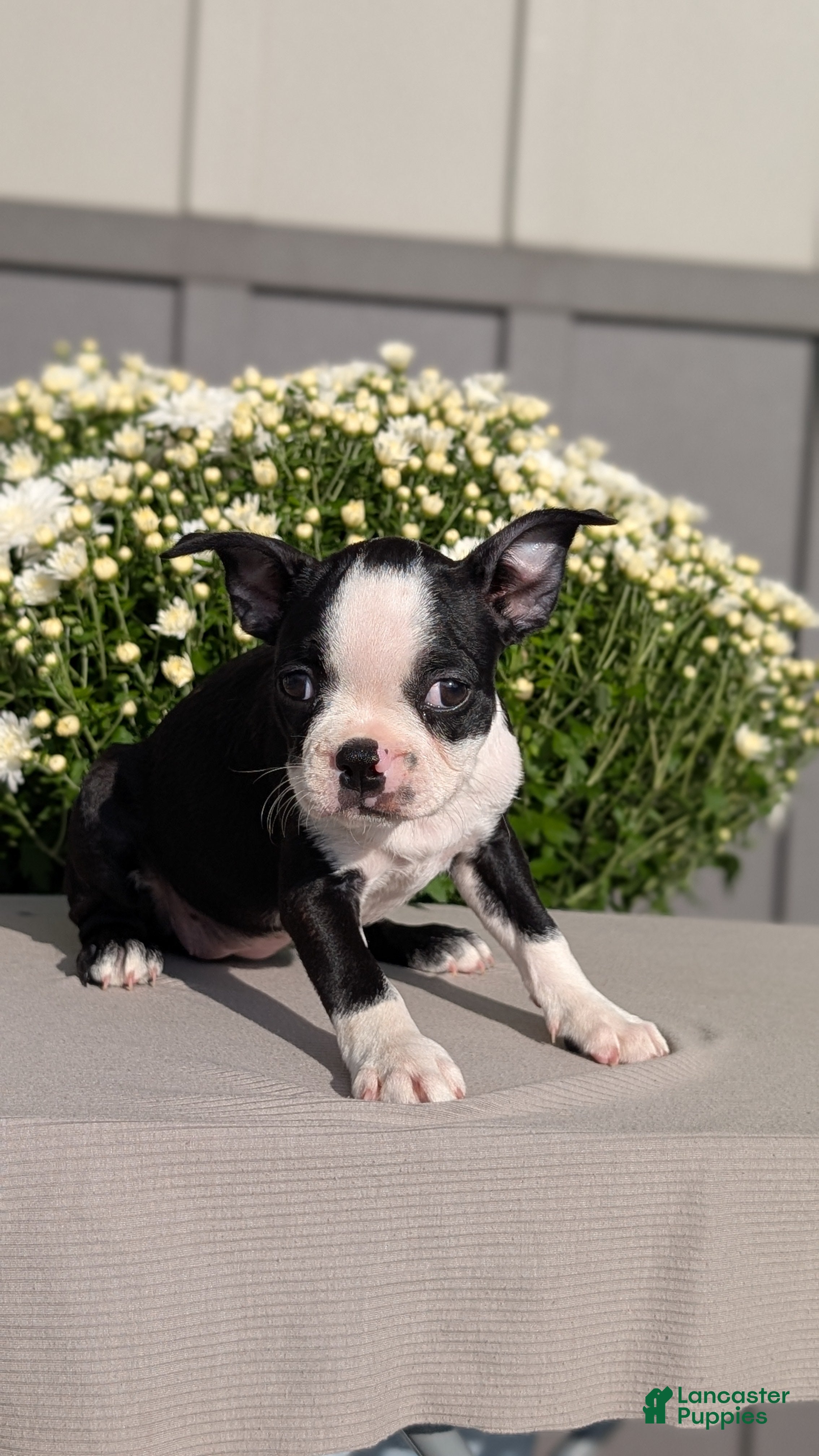 Boston Terrier dogs Trixie - Ad 2
