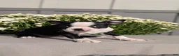 Boston Terrier dogs for sale: Trixie - Ad 2