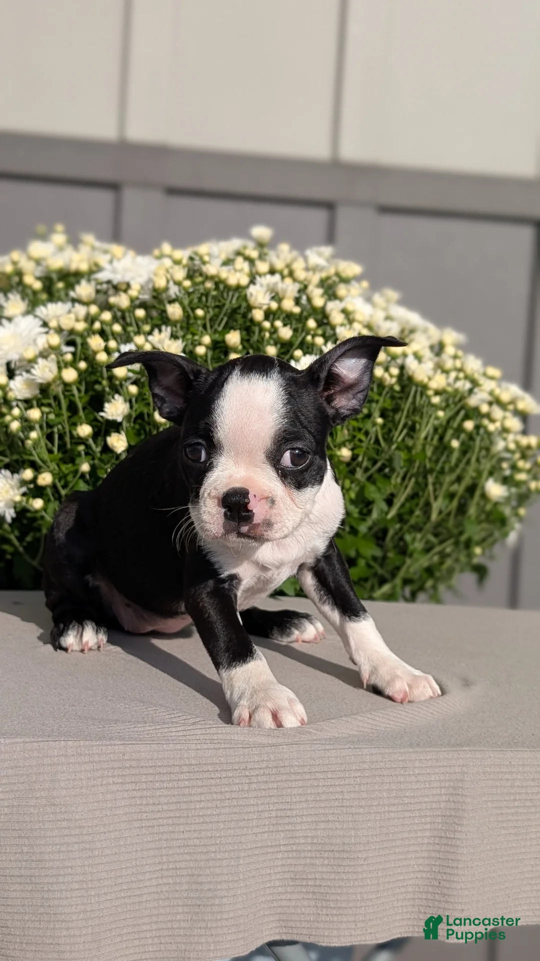 Boston Terrier dogs for sale: Trixie - Ad 2