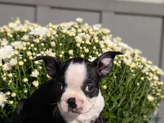Boston Terrier dogs Trixie - Ad 2