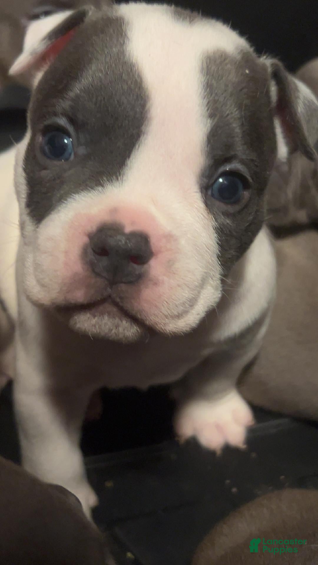 American Bulldog dogs American Bulldog Puppy 4 - Ad 6