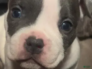 American Bulldog dogs American Bulldog Puppy 4 - Ad 6